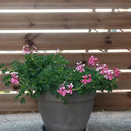 Апартаменты Petra's House