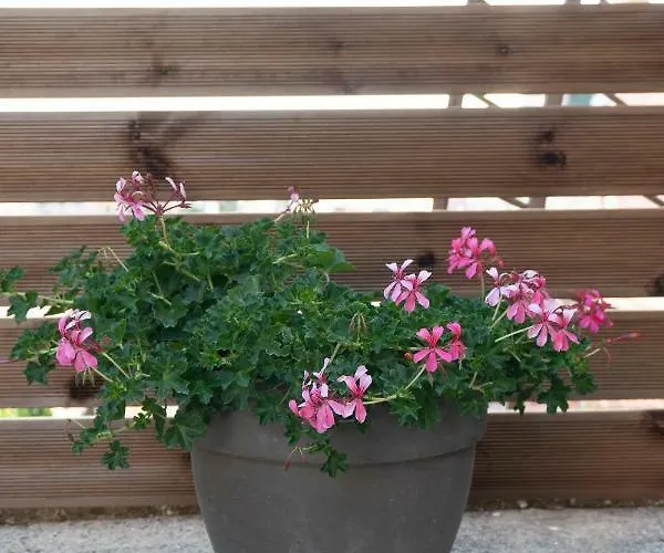 Lägenhet Petra's House